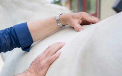 2. Hattersheimer Pferdetag Therapeuten und Trainer