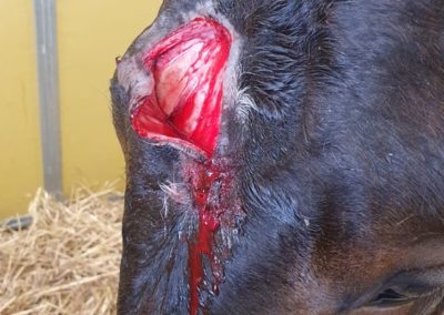 Verletzung Tierarzt Pferd Rhein Main