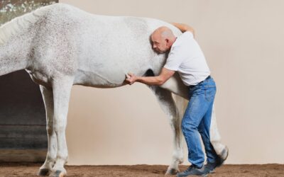 1. Hattersheimer Pferdetag Therapeuten und Trainer
