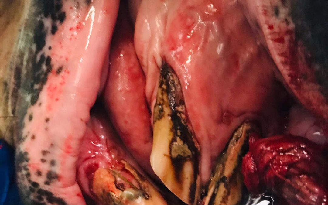 EOTRH – kranke Zähne beim Pferd