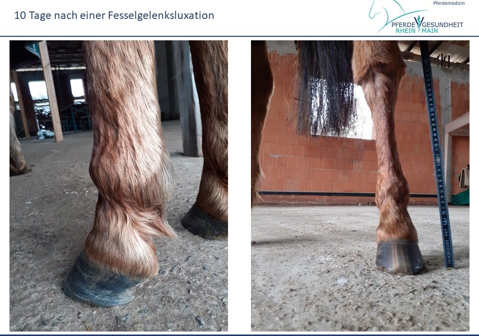 Fesselgelenk ausgekugelt
