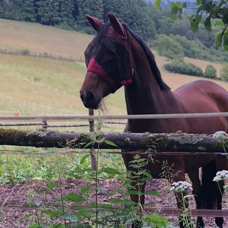 Insektenschutz für Pferde Tierarzt Rhein Main Pferdeklinik