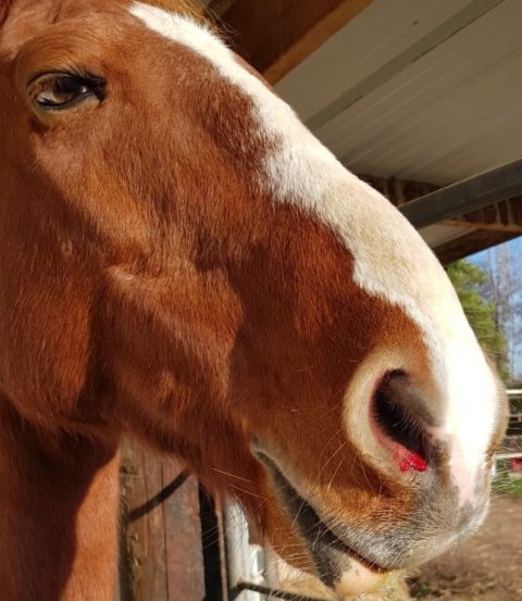 Pferd Blutet Aus Der Nase