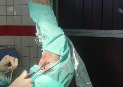 OP Tierarzt Pferd Rhein Main