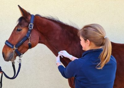 Tierarzt Pferd Regernative Heilmethoden