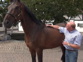 Rücken Pferde Tierarzt Pferdeklinik RheinMain Pferdekrankheiten