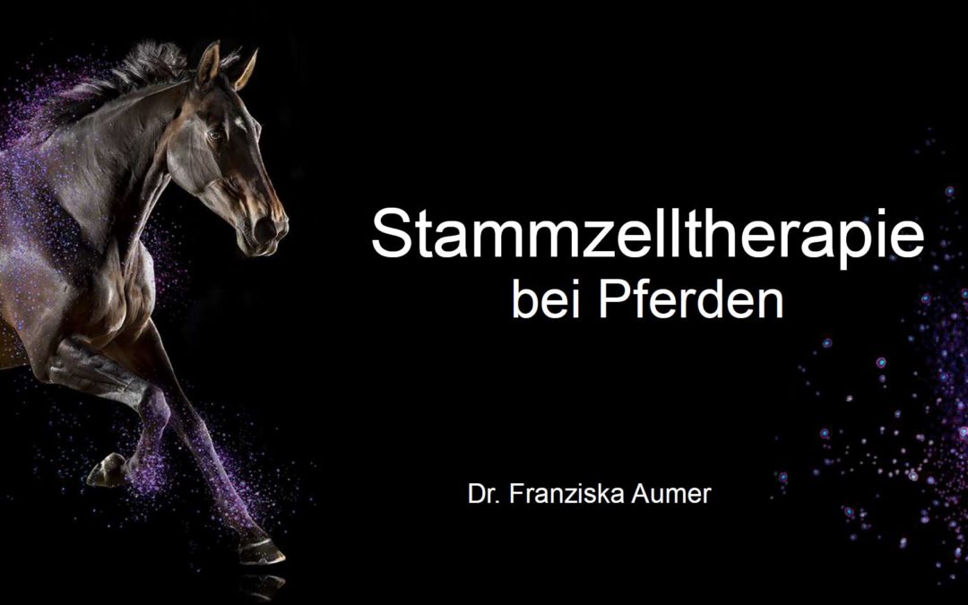 Stammzelltherapie bei Pferden