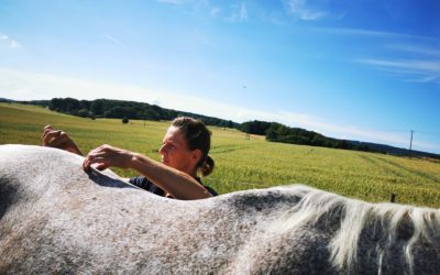 Osteopathie Physiotherapie Chiropraktik für Pferde