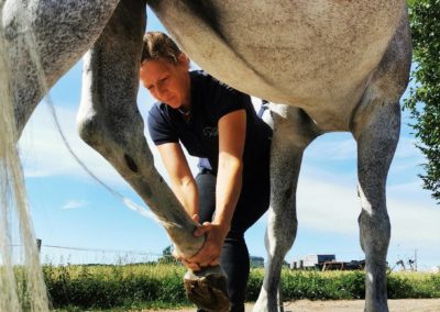 Wenke Siefert Osteopathie Pferde Tierarzt Rhein Main