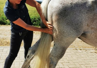 Wenke Siefert Osteopathie Tierarzt Pferdeklinik Waldalgesheim