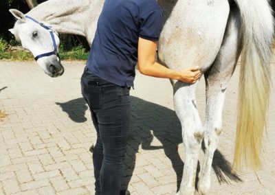 Wenke Siefert Pferde Osteopathie Pferdeklinik Waldalgesheim Rhein Main