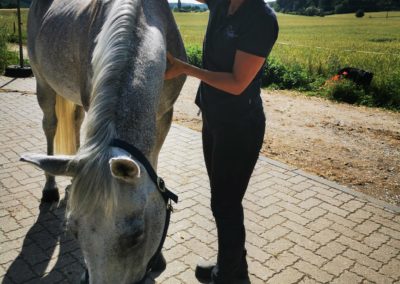 Wenke Siefert Pferde Osteopathie Tierarzt Waldalgesheim Rhein Main