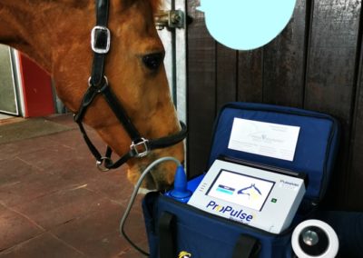 Stosswellen-Therapie für Pferde in Waldalgesheim und Hattersheim
